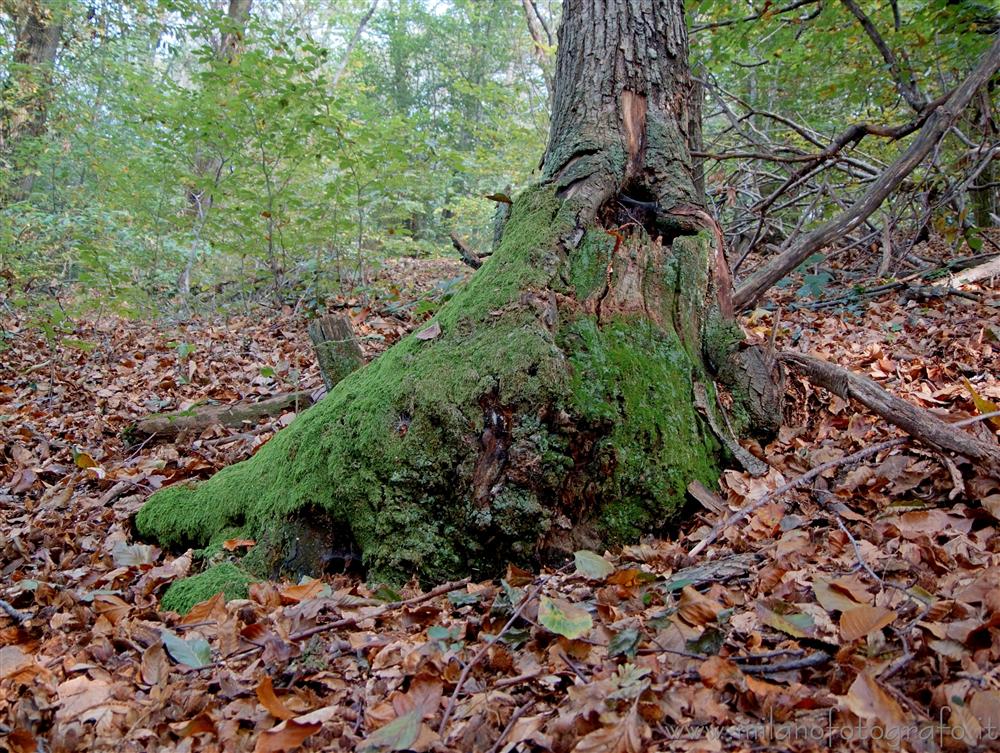 Brovello-Carpugnino (Verbano-Cusio-Ossola) - Dettaglio del bosco